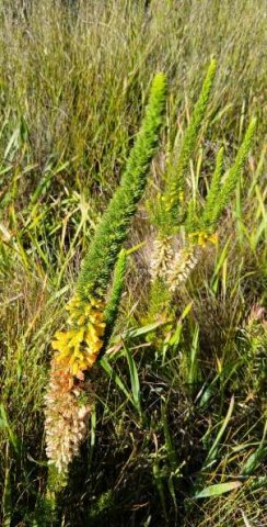 Erica patersonii